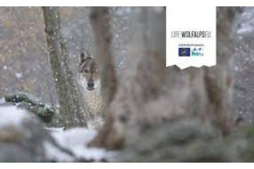 Progetto Life WolfAlps EU